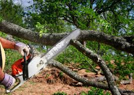 Professional Tree Removal and Landscaping Services in Salado, TX